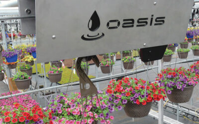 How to Manage Water Load in Your Hanging Flower Baskets